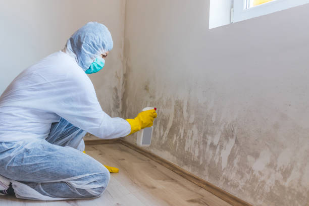 Licensed Black Mold Removal service in Allendale, NJ - WQB Mold Removal