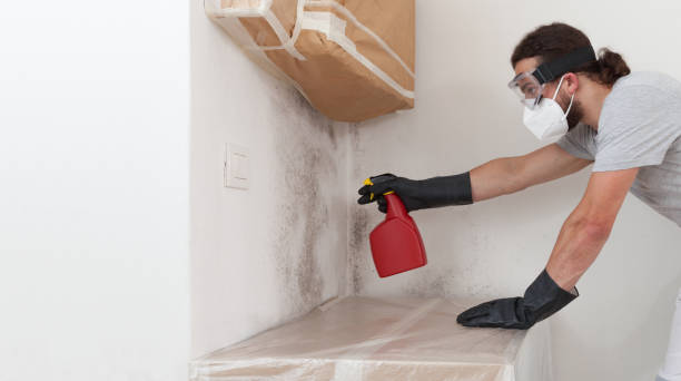 Professional Black Mold Removal technician working in Allendale, NJ
