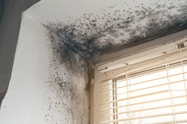 Affordable Black Mold Removal solutions in Allendale, NJ