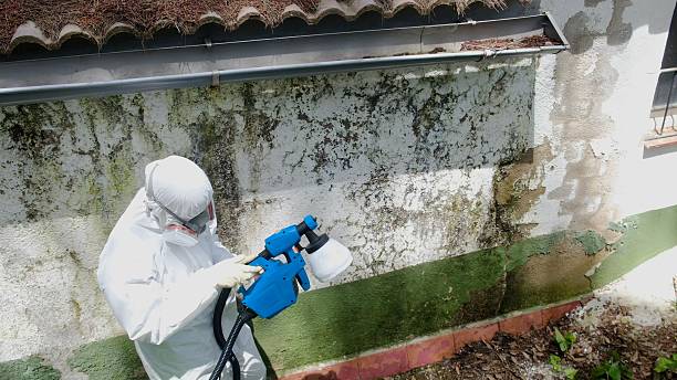 Top rated local Black Mold Removal specialists in Allendale, NJ